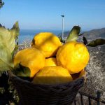 Korb voll reifer Zitronen – Zitrus-Ernte-Woche im Cilento 2026 Leuchtend gelbe, frisch gepflückte Zitronen in einem Korb mit Meerblick, als Teil der Zitrus-Ernte-Woche im Cilento und des Ernte-Programms im Februar/März 2026.