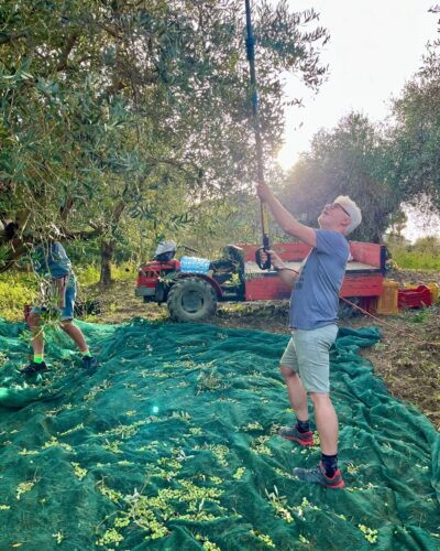 Mitmachen bei der Olivenernete