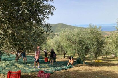 Olivenernte im Cilento