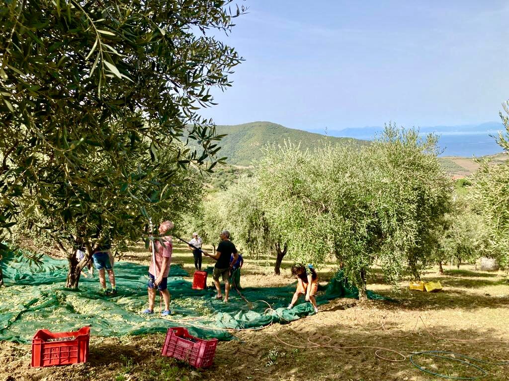 Olivenernte im Cilento