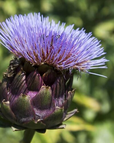 Blühende violette Artischocke mit geöffnetem Blütenstand in einem sonnigen Garten im Süden Italiens