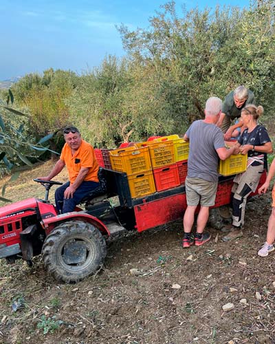 Erntehelfer beladen einen Traktor mit Kisten voller Oliven während der Olivenernte im Cilento, Italien.