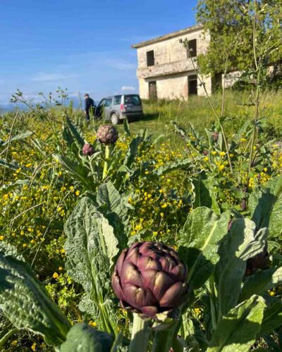 Artischockenpflanzen auf einem Feld vor einem alten Steinhaus in Süditalien