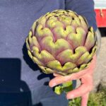 Frisch geerntete Artischocke aus dem Cilento Frisch geerntete Artischocke wird in der Hand gehalten, Nahaufnahme