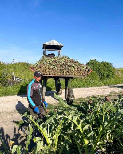 Mann läuft neben Traktor, der mit geernteten Artischocken beladen ist, auf einem Feldweg