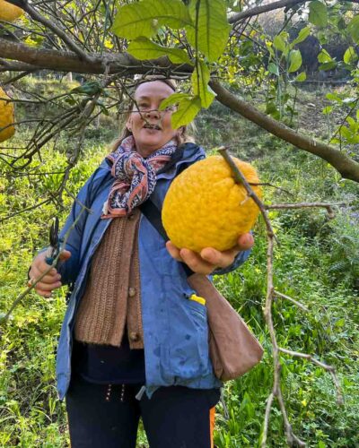 Besonders große Zitronen ernten im Süden Italiens